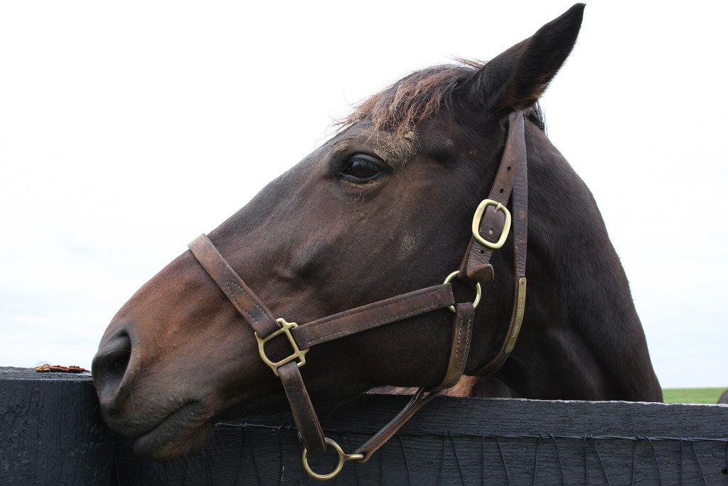 Portrait d'un cheval de club attentif